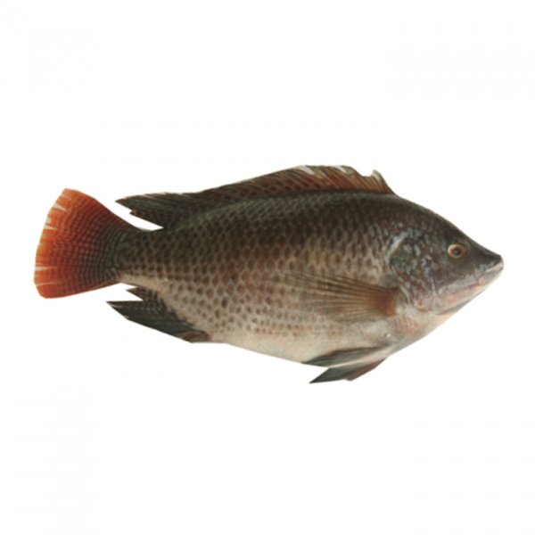 Tilapia/Oreochromis s.p