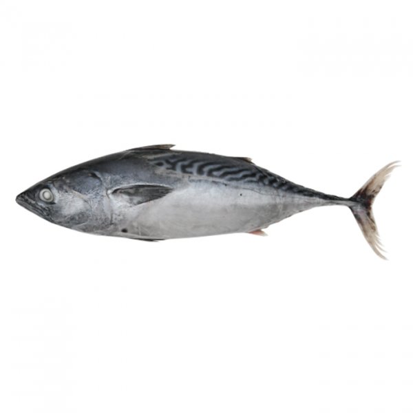 Oceanic Bonito/Euthynnus Affinis