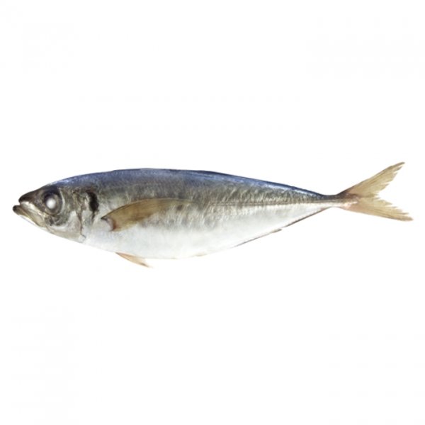 Horse Mackerel/Trachurus Japonicus