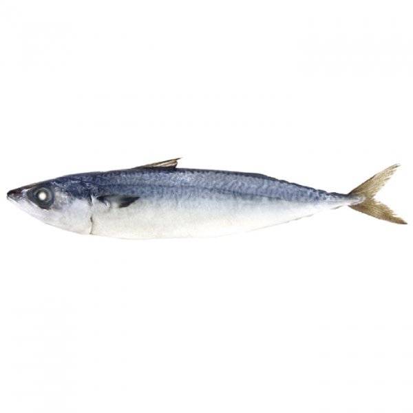 Pacific Mackerel/Scomber Japonicus